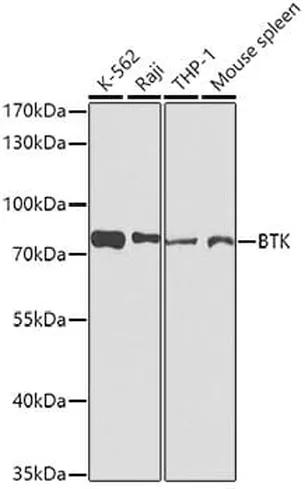 Antibodie to-BTK  [Assigned #A0500]