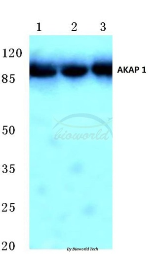 Antibodie to-AKAP 1 (N306) 