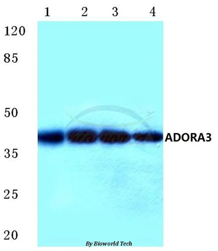 Antibodie to-ADORA3 (E318) 