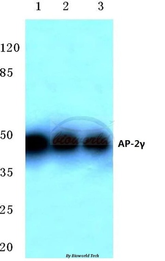 Antibodie to-AP-2gamma (A436) 