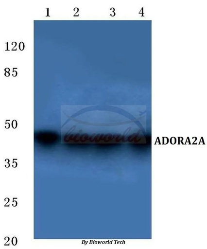Antibodie to-ADORA2A (Y361) 