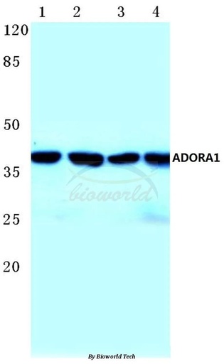 Antibodie to-ADORA1 (D326) 