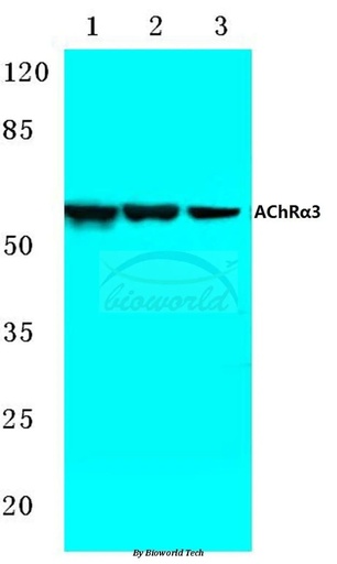 Antibodie to-AChRalfa3 (L139) 