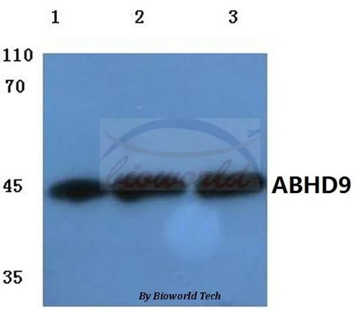 Antibodie to-ABHD9 (D142) 