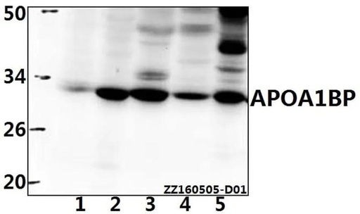 Antibodie to-APOA1BP (F151) 