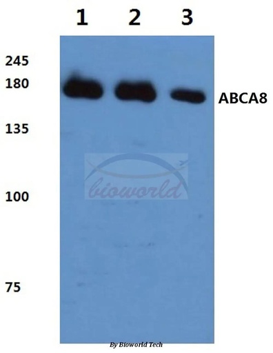 Antibodie to-ABCA8 (F1195) 
