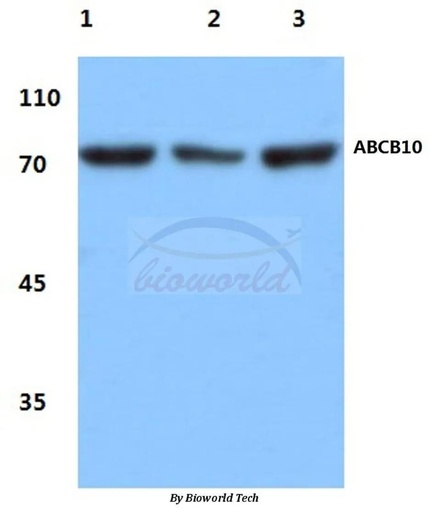 Antibodie to-ABCB10 (E479) 