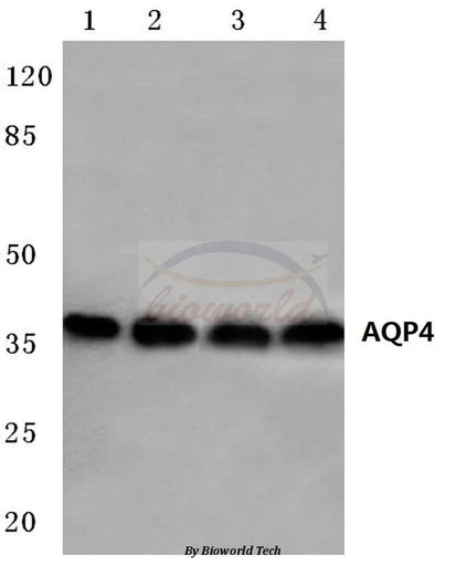 Antibodie to-AQP4 (P253) 
