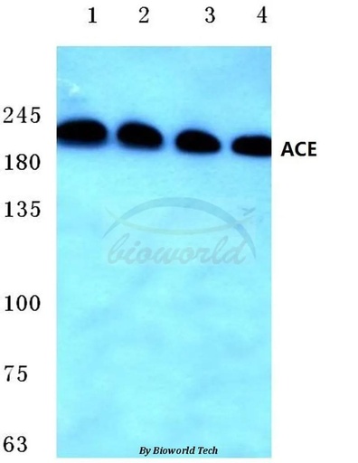 Antibodie to-ACE (F940) 
