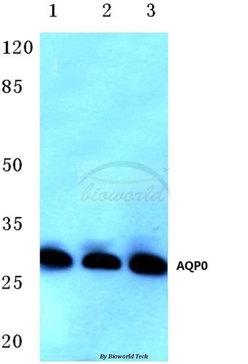 Antibodie to-AQP0 (C144) 