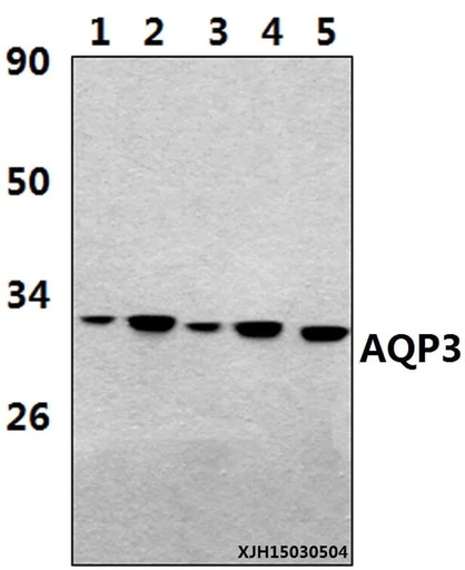 Antibodie to-AQP3 (V214) 