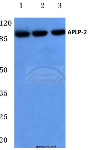 Antibodie to-APLP-2 (Y274) 