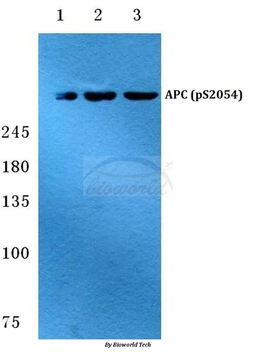 Antibodie to-APC (phospho-S2054) 