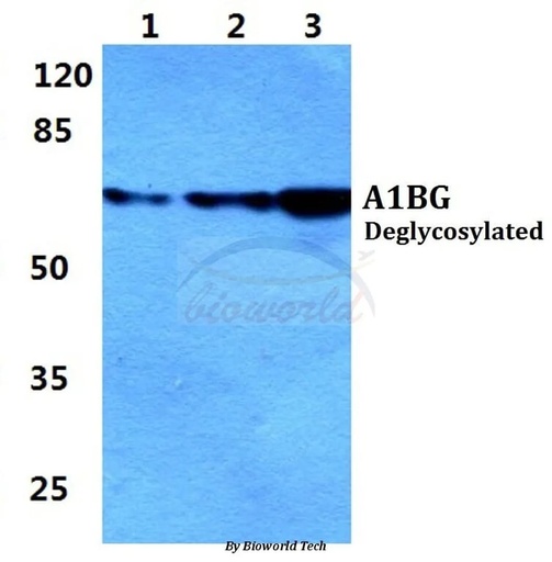 Antibodie to-A1BG 