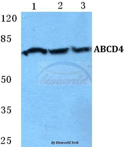 Antibodie to-ABCD4 