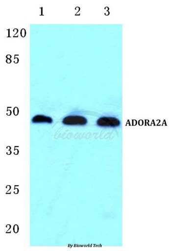 Antibodie to-ADORA2A 