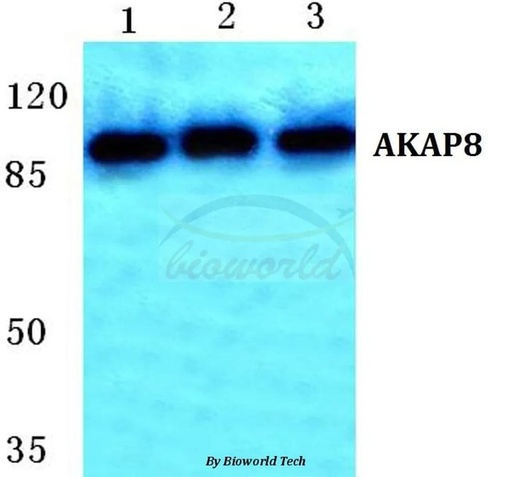 Antibodie to-AKAP8 