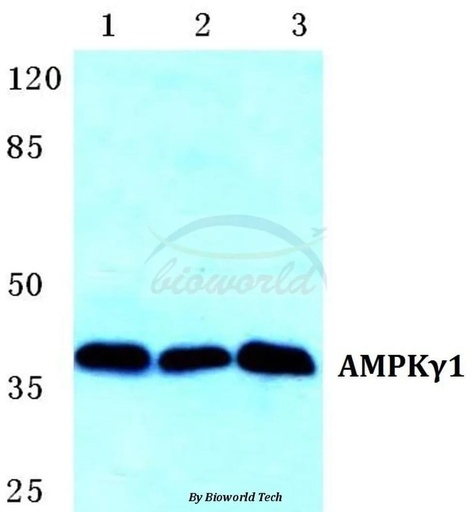 Antibodie to-AMPKgamma1 