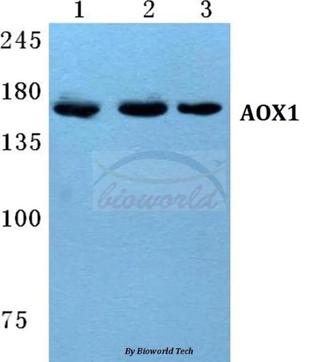 Antibodie to-AOX1 