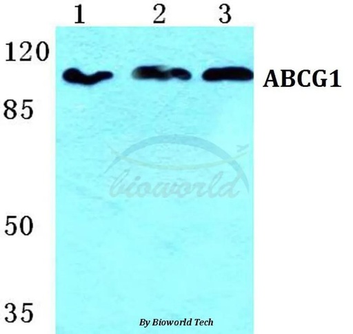 Antibodie to-ABCG1 