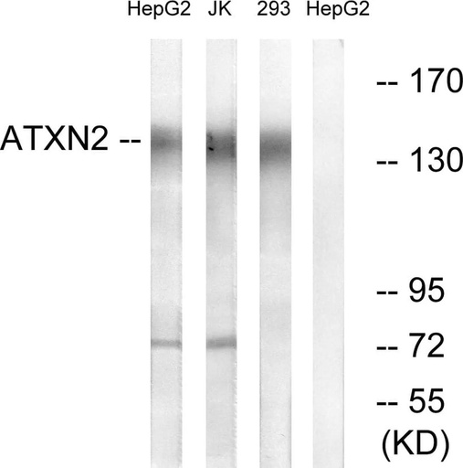 Antibodie to-ATXN2 