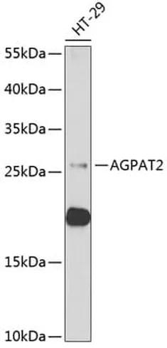 Antibodie to-ANTXR2 