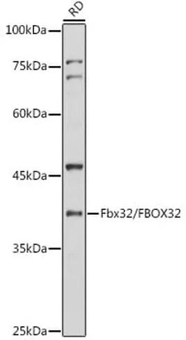 Antibodie to-ACSL4 