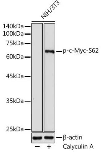 Antibodie to-p53 (phospho S9) 