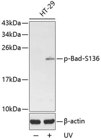 Antibodie to-ESR1 (phospho S104) 