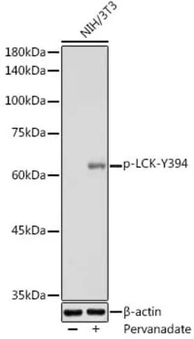Antibodie to-VASP (phospho S239) 