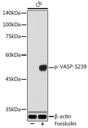 Antibodie to-MAP3K5 (phospho S966) 