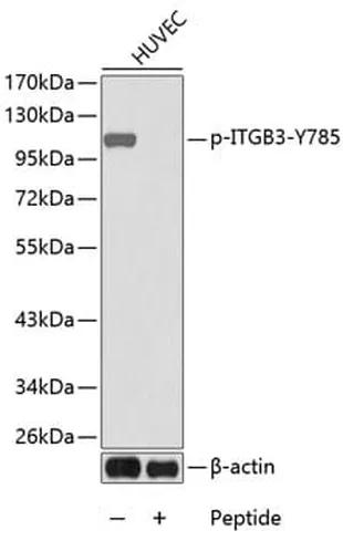 Antibodie to-GAB1 (phospho Y627) 