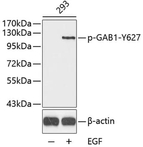 Antibodie to-SHC1 (phospho Y349)  - Identical to Abcam (ab194802)