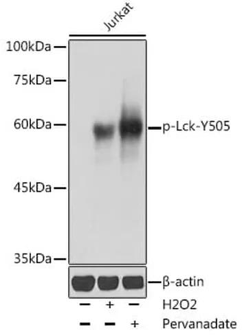Antibodie to-CDK6 (phospho Y24) 