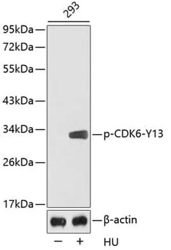 Antibodie to-CFL1 (phospho Y88) + CFL2 (phospho Y88) 