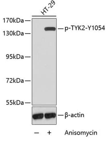 Antibodie to-IRF3 (phospho S396) 