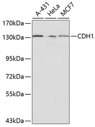 Antibodie to-CTNNB1 
