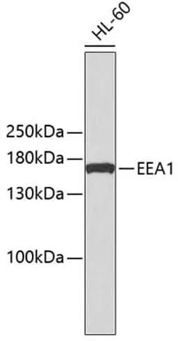Antibodie to-CASP9  [Assigned #A10097]
