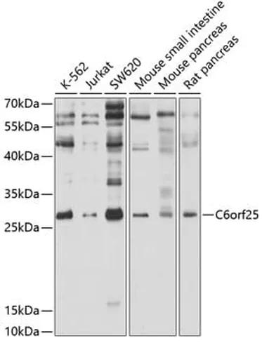 Antibodie to-TAS1R3 