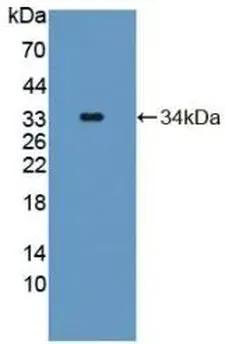 Mouse FGF2 protein (active)