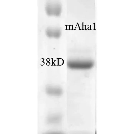Saccharomyces cerevisiae AHA-1 protein