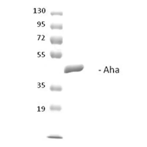 Mouse AHA-2 protein